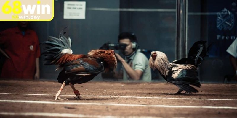 Tổng quát về đá gà 4k 68win