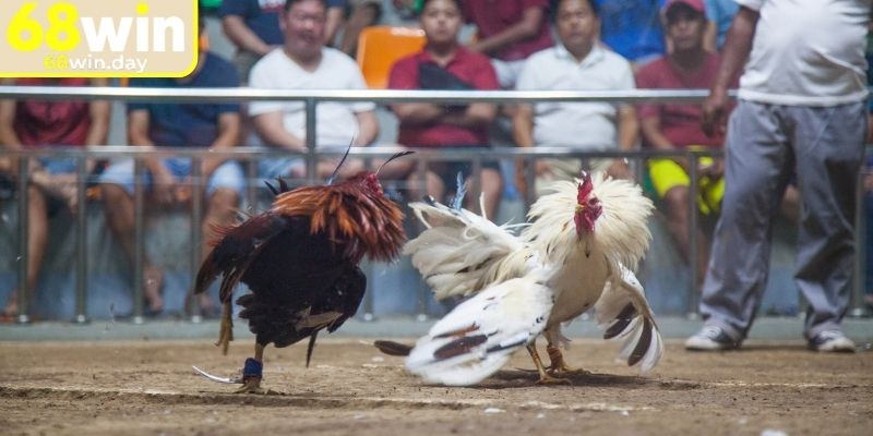 Đá Gà Cựa Dao 68win - Sân Chơi Kê Chiến Đỉnh Cao 2025 3 Đá gà cựa dao 68win diễn biến nhanh