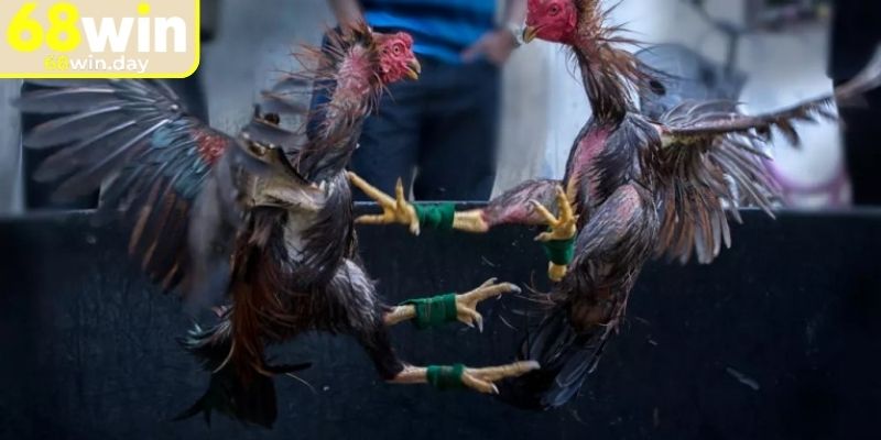 Đá Gà Cựa Dao 68win - Sân Chơi Kê Chiến Đỉnh Cao 2025 1 Giới thiệu tổng quát về bộ môn đá gà cựa dao 68win
