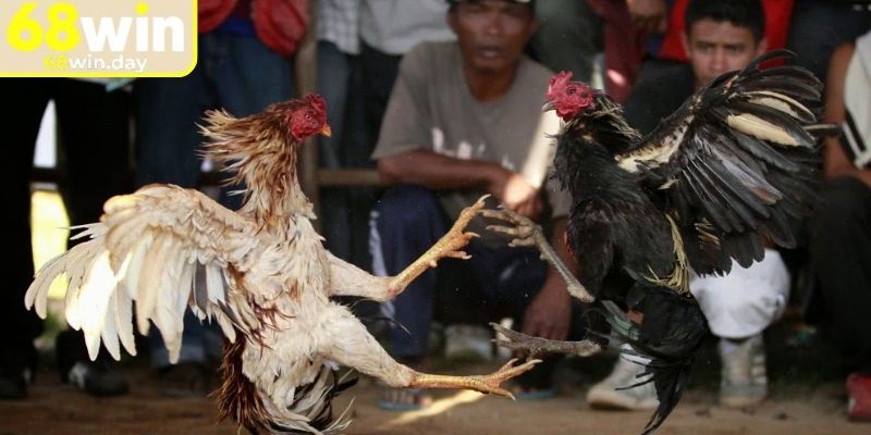 Đá Gà Cựa Sắt 68win - Thi Đấu Chọi Gà Mãn Nhãn Cho Kê Thủ 3 Chia sẻ bí kíp tham gia cược đá gà cựa sắt 68win cho newbie