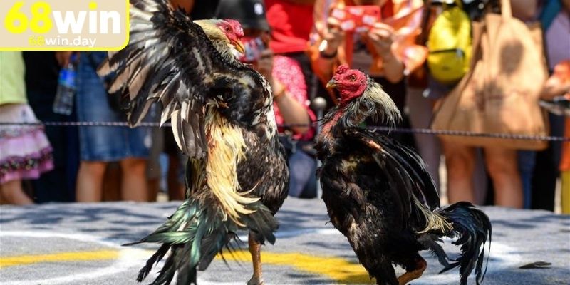 Đá Gà Cựa Sắt 68win - Thi Đấu Chọi Gà Mãn Nhãn Cho Kê Thủ 2 Diễn biến trận đấu đá gà cựa sắt 68win