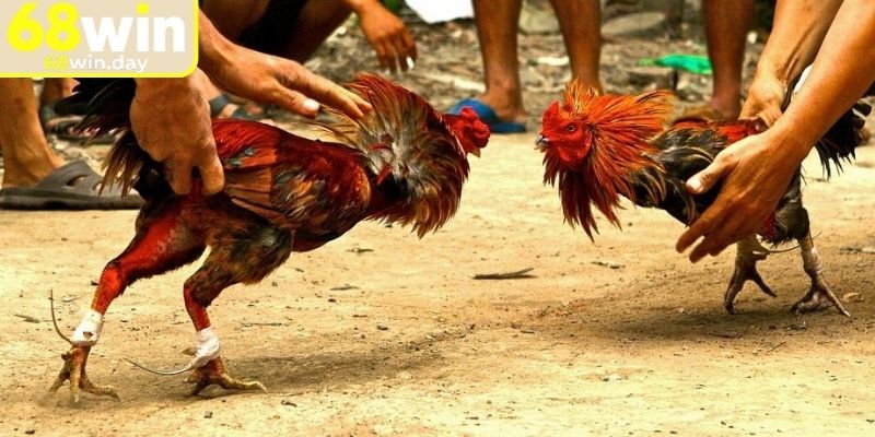 Đá Gà Cựa Sắt 68win - Thi Đấu Chọi Gà Mãn Nhãn Cho Kê Thủ 1 Tìm hiểu vài nét về dạng đá gà cựa sắt 68win