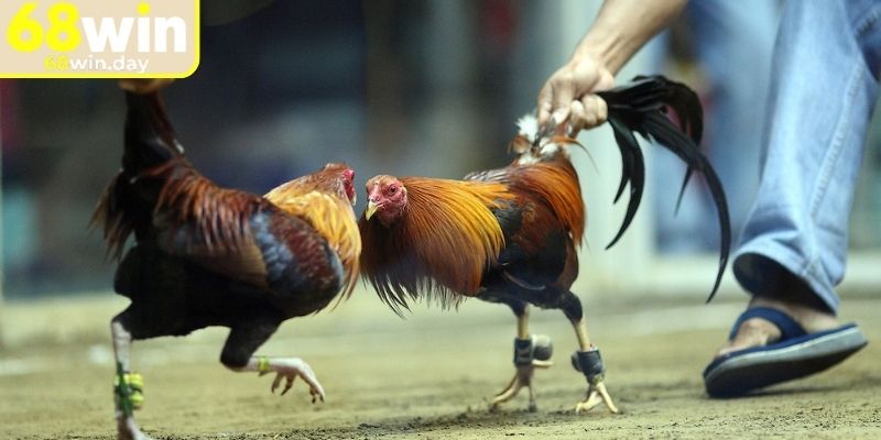 Thời gian thi đấu đá gà Thomo 68win