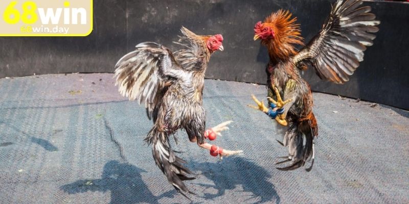 Tổng quan về đá gà Thomo 68win