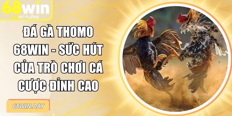 Đá Gà Thomo 68win - Sức Hút Của Trò Chơi Cá Cược Đỉnh Cao 5 Đá gà Thomo 68win