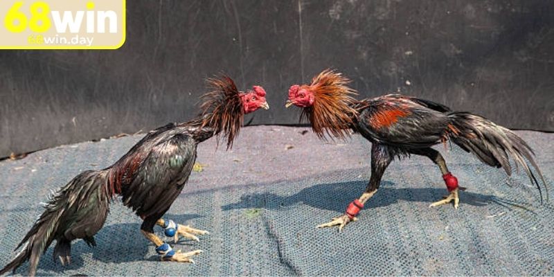 Tránh đặt cược đá gà tre 68win quá sớm