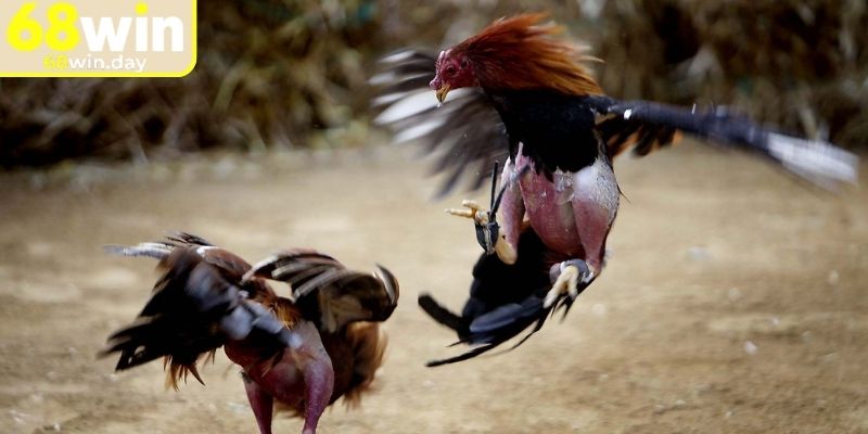 Tổng quát thông tin về loại hình đá gà tre 68win