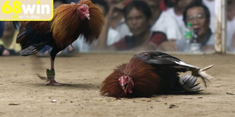 Đá Gà Trực Tiếp 68win - Sân Chơi Thu Hút Kê Thủ Năm 2025 2 Đá gà trực tiếp 68win cựa dao cực kỳ kịch tính